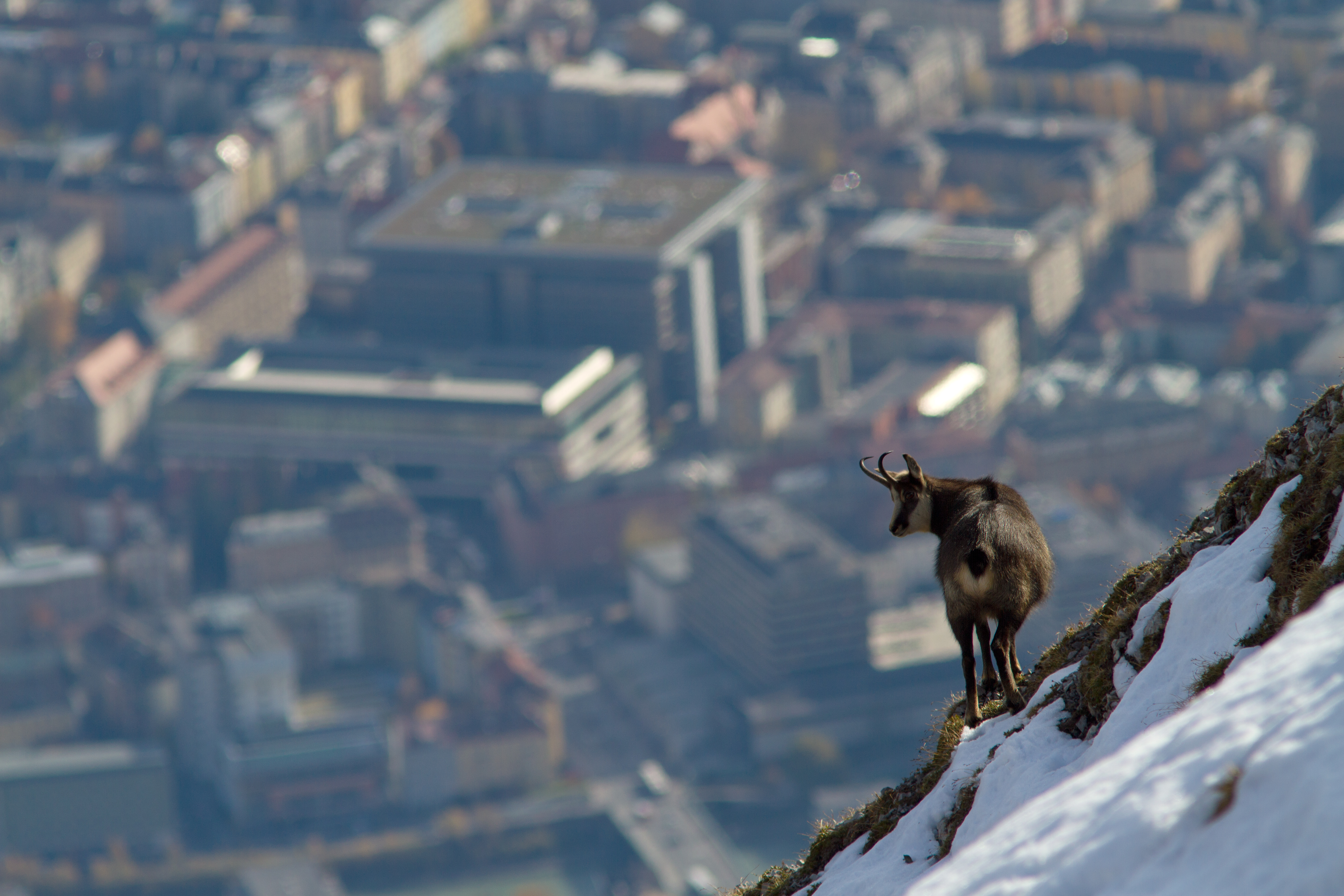 <p>Un chamois regarde Innsbruck depuis la Nordkette</p>
